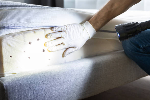 Best Flea Control Services  in Newington Forest, VA